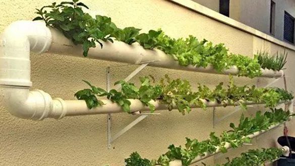 Método de plantação criativa com hidroponia