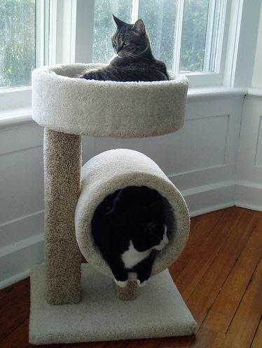 Criative-se: Ideias para a casinha do seu gato