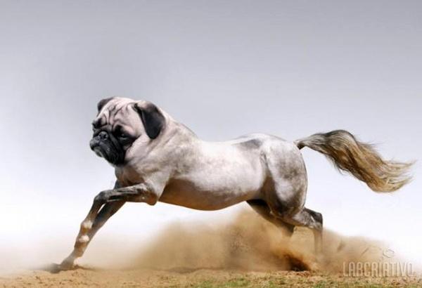 cruzamento de cachorro com cavalo