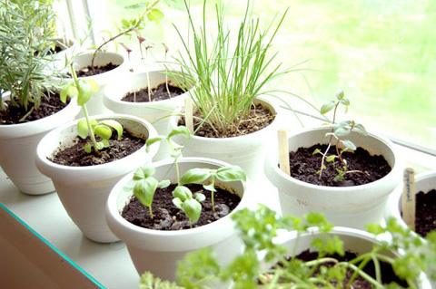 Horta para espaços pequenos