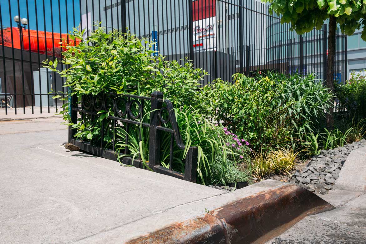 Um “jardim de chuva” instalado pelo Departamento de Proteção Ambiental de Nova York como parte de seu Programa de Infraestrutura Verde. / Foto : Jules Slütsky and Ginger Strand