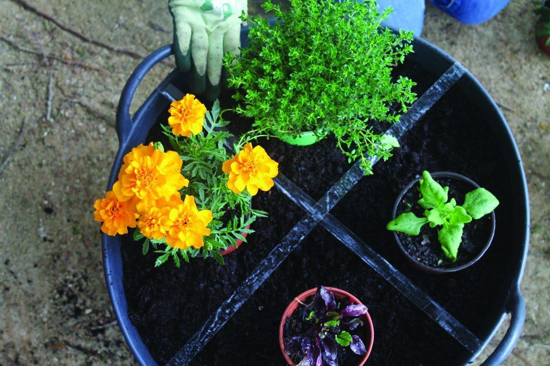 Mini horta em casa / Divulgação
