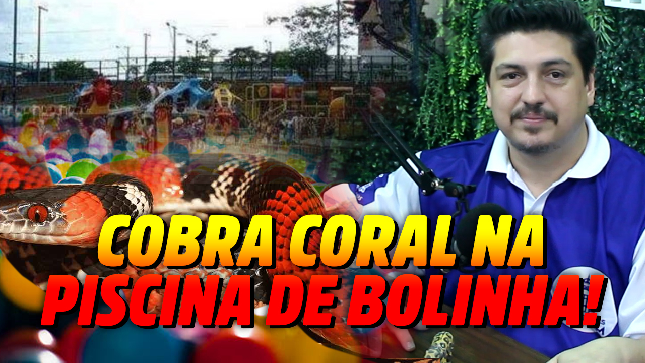 Saiba a verdade sobre a cobra na piscina de bolinhas do Studio Play em em Manaus